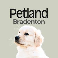 original sound - Petland Bradenton