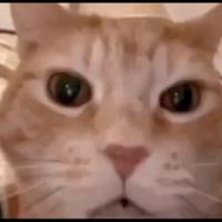 original sound - Noby Cat