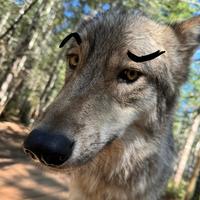 original sound - wolpwednesday