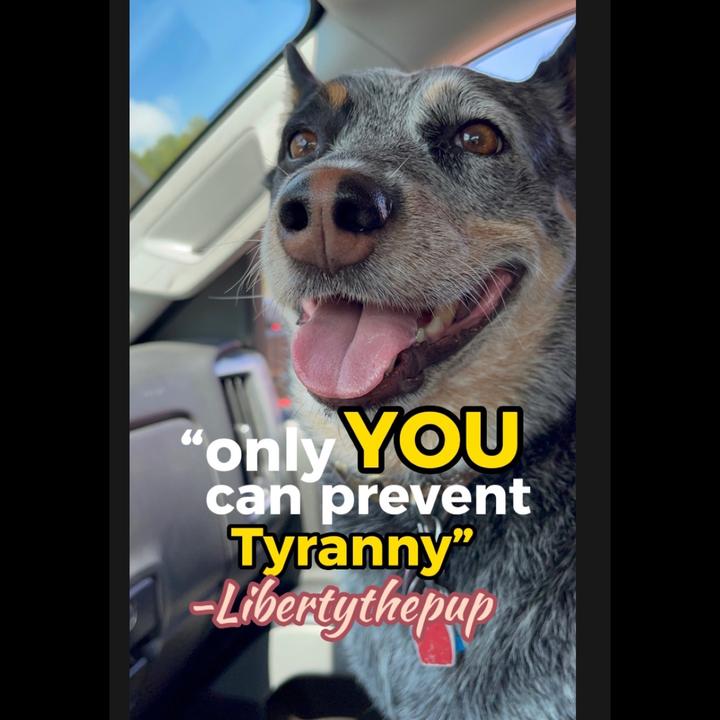 @libertythepupv2 - Libertythepup V2