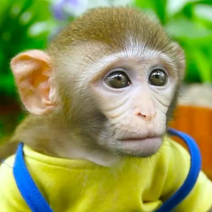 @monkeybabycute_86 - Monkeybabycute_86