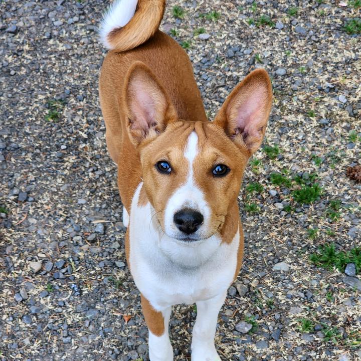 🦄 @percy_badsenji - Perseus_The_Basenji - TikTok