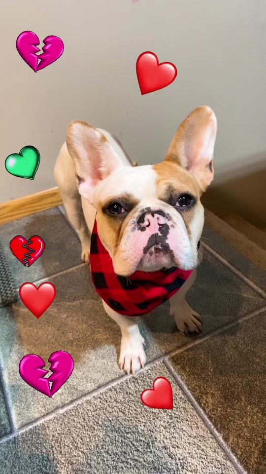 TikTok video thumbnail by tracywhiteis