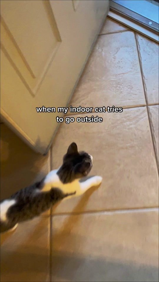 TikTok video thumbnail by moomooandolly