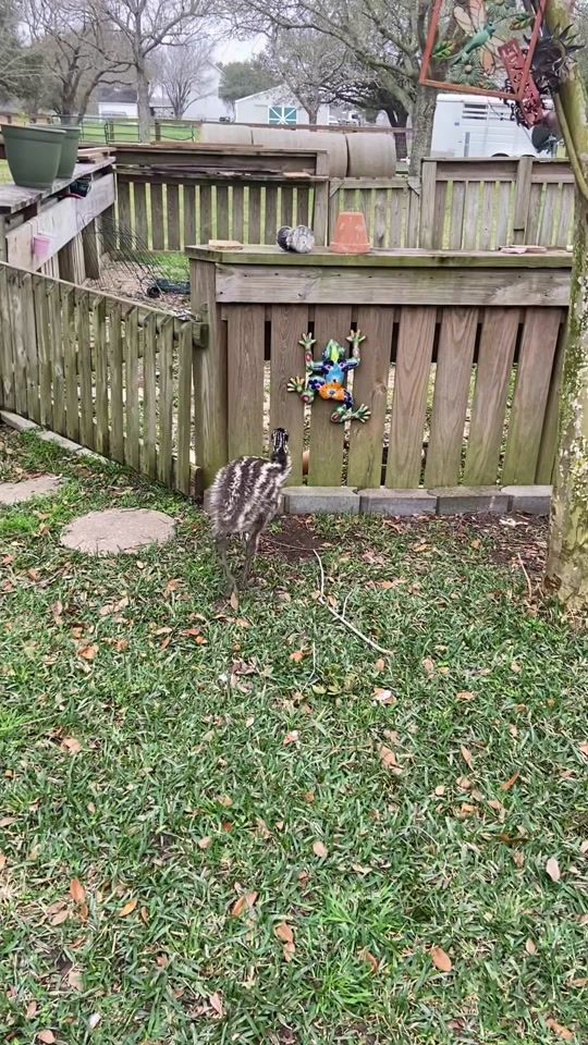 TikTok video thumbnail by goldcoltrescue