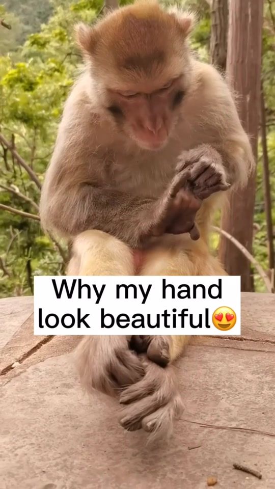 TikTok video thumbnail by luvanimal08
