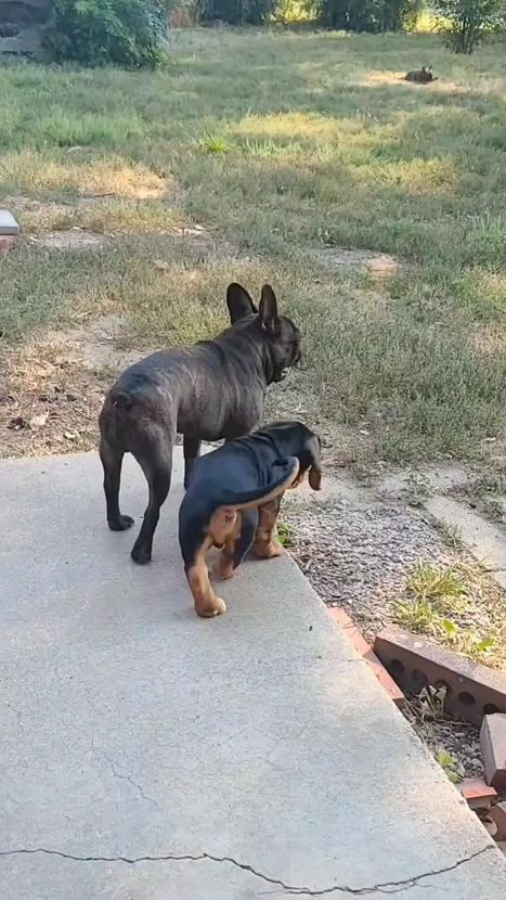 TikTok video thumbnail by pawprint_chronicles