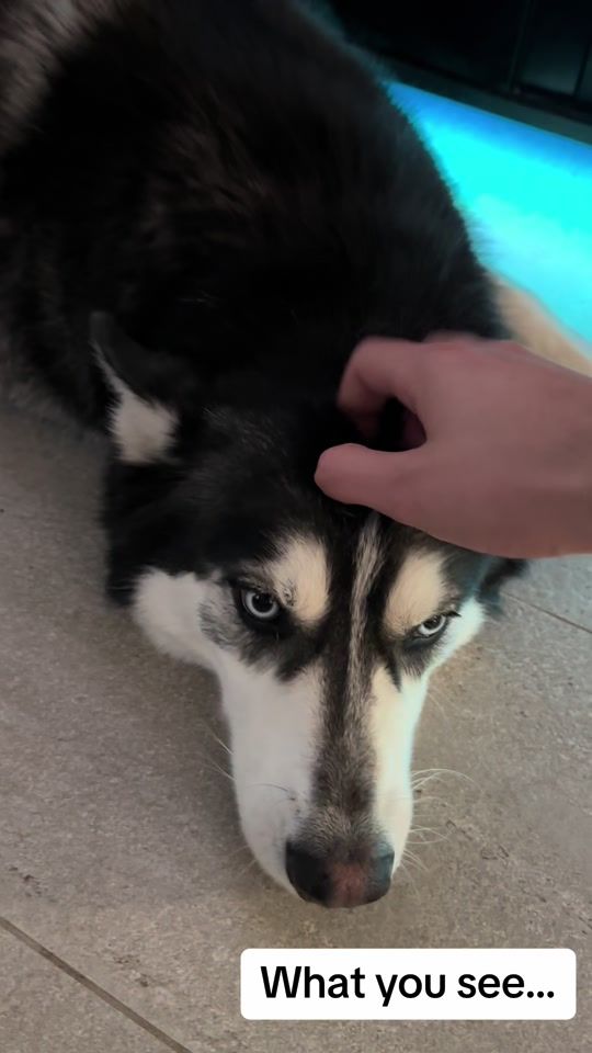 TikTok video thumbnail by bigfootaz