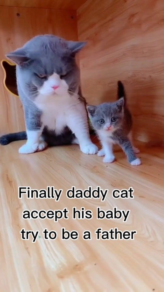 TikTok video thumbnail by catskittens66