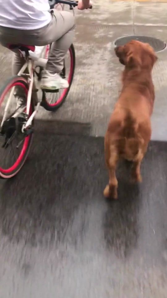 TikTok video thumbnail by littlegolden33