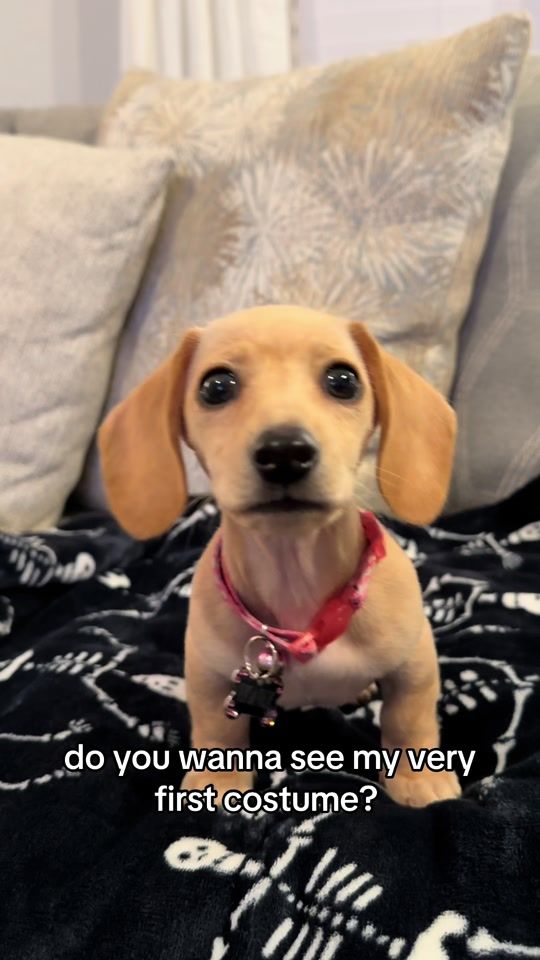 TikTok video thumbnail by fourandaquarterweens