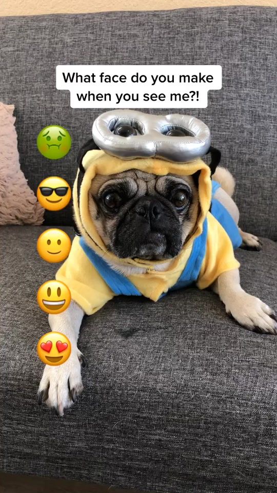 TikTok video thumbnail by shaqthepug