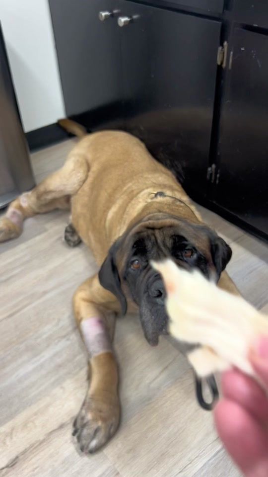 TikTok video thumbnail by rescuesrock
