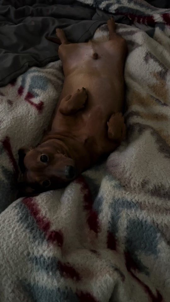TikTok video thumbnail by 2littledoxiedogs