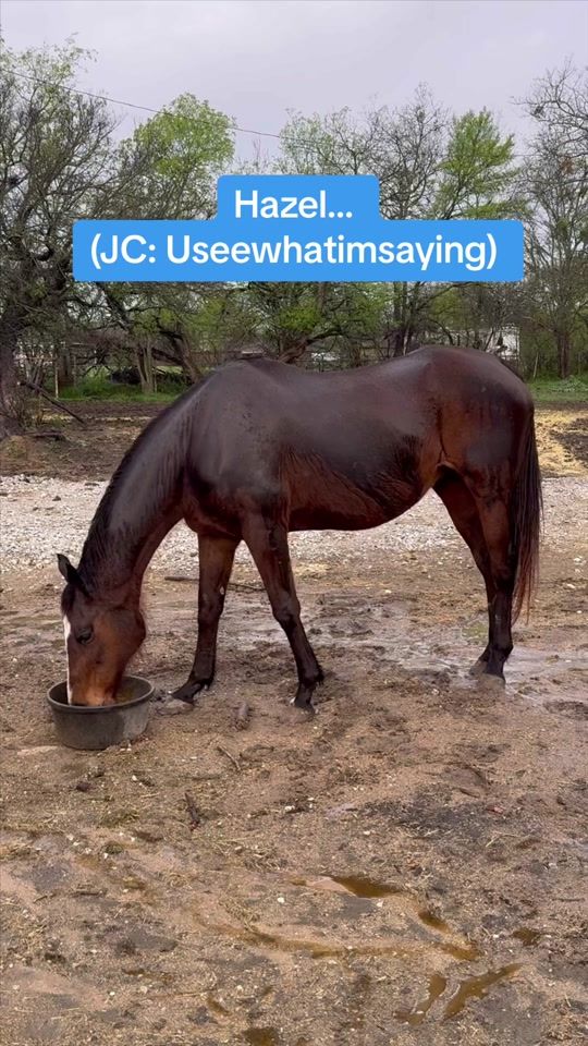 TikTok video thumbnail by thebridgesanctuary