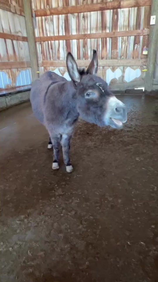 TikTok video thumbnail by amazinganiamals.tv