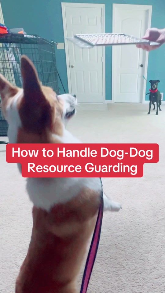 TikTok video thumbnail by bestbuddydogtrainer