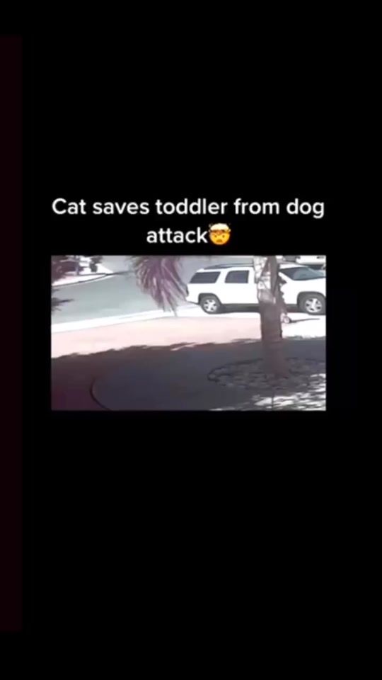 TikTok video thumbnail by sunshineonacloudyday90