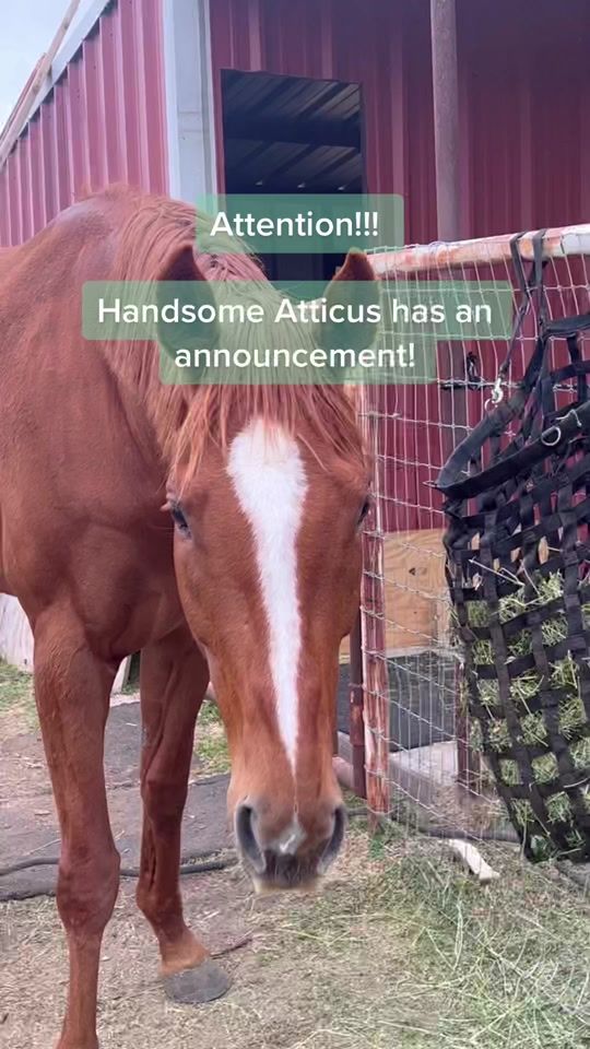 TikTok video thumbnail by thebridgesanctuary
