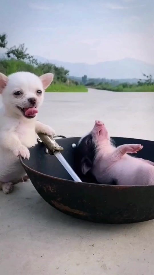 TikTok video thumbnail by lytxjjd