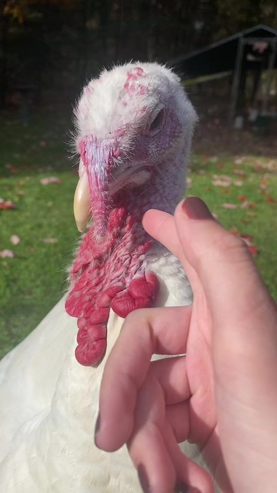 TikTok video thumbnail by lomo2343