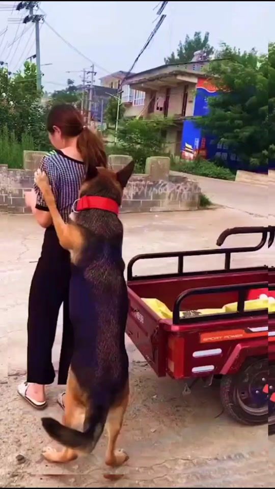 TikTok video thumbnail by darling_dog
