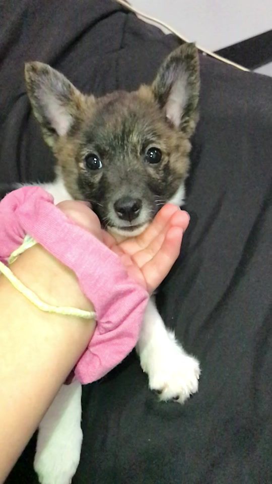 TikTok video thumbnail by casie.the.pup