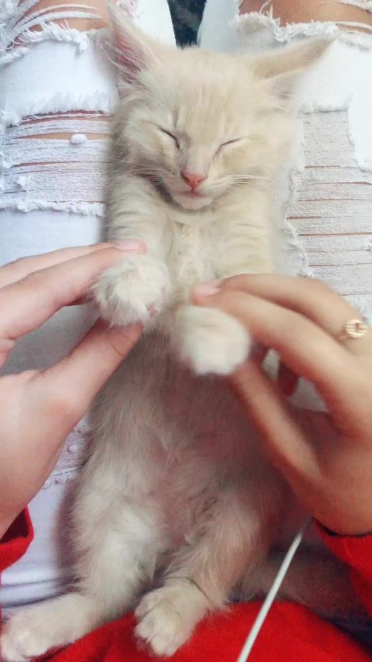 TikTok video thumbnail by apollo_bc