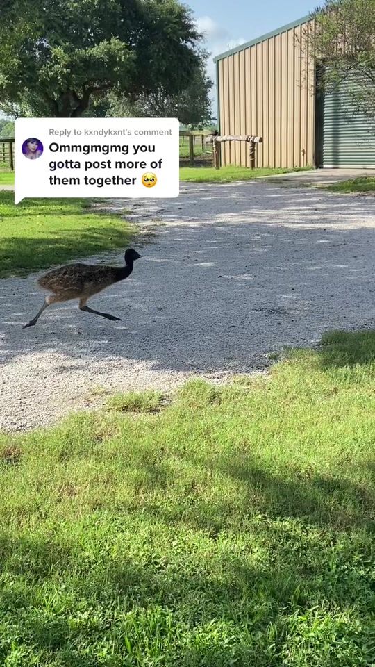 TikTok video thumbnail by goldcoltrescue