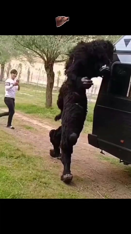 TikTok video thumbnail by the_horrorific_lair