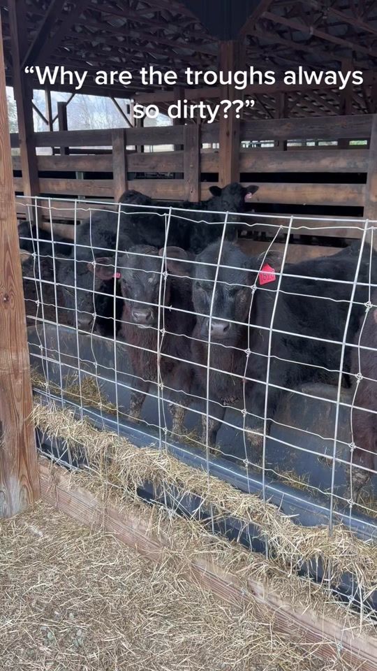 TikTok video thumbnail by j2cattlefarm