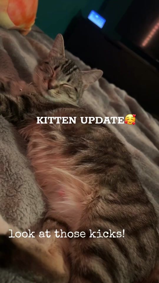TikTok video thumbnail by zaramarlow