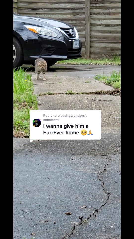 TikTok video thumbnail by sand_sea_cat_lounge