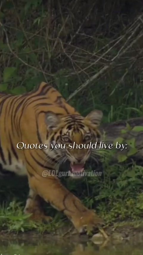 TikTok video thumbnail by ___quote___hub__2