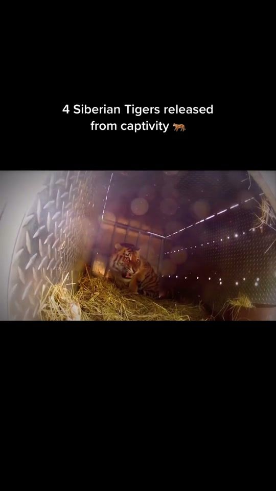 TikTok video thumbnail by skoobyroo