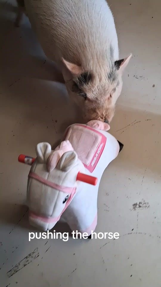 TikTok video thumbnail by tyson.da.pig