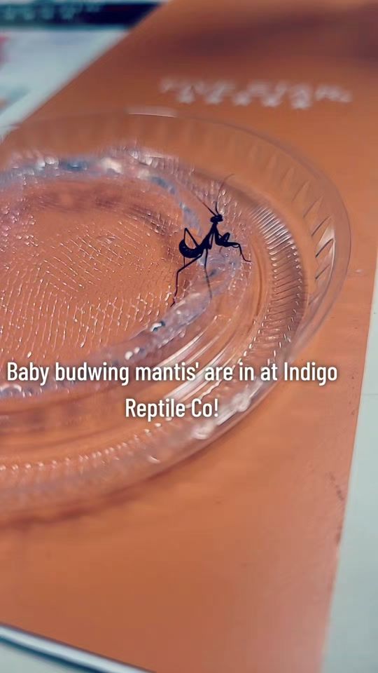 TikTok video thumbnail by indigoreptileco