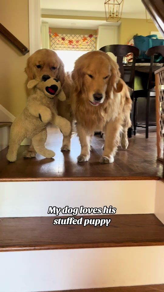 TikTok video thumbnail by goldenretrieverblu_