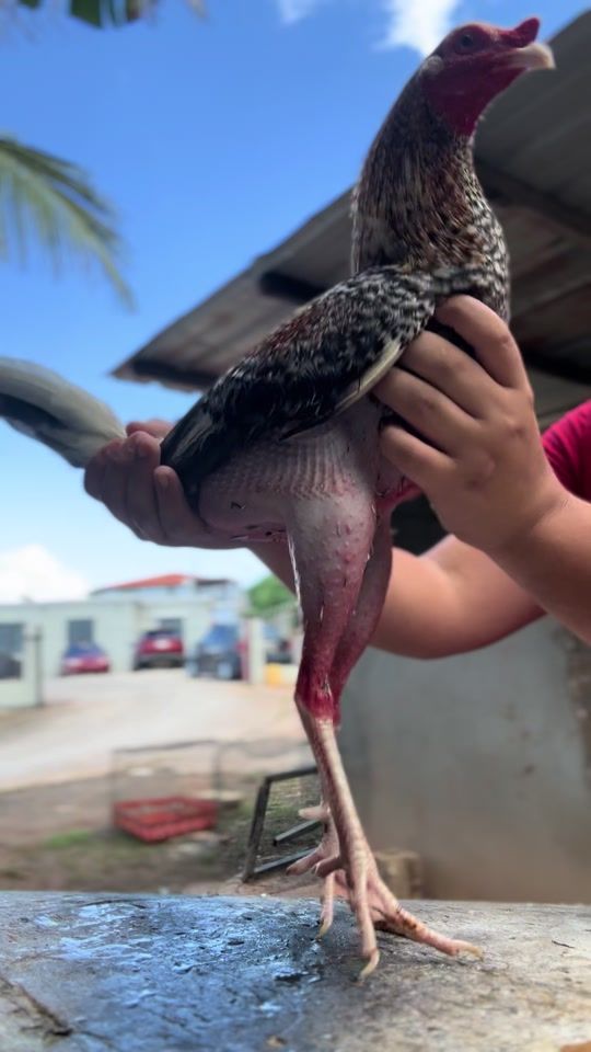 TikTok video thumbnail by banca_hrs_rivera
