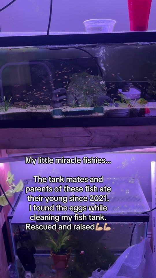 TikTok video thumbnail by orange.aquatics