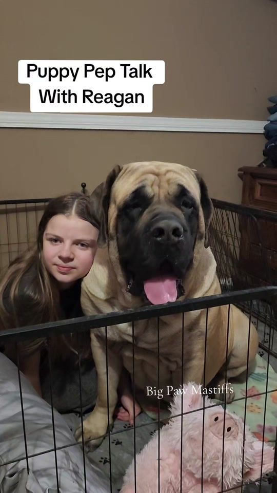 TikTok video thumbnail by big_paw_mastiffs
