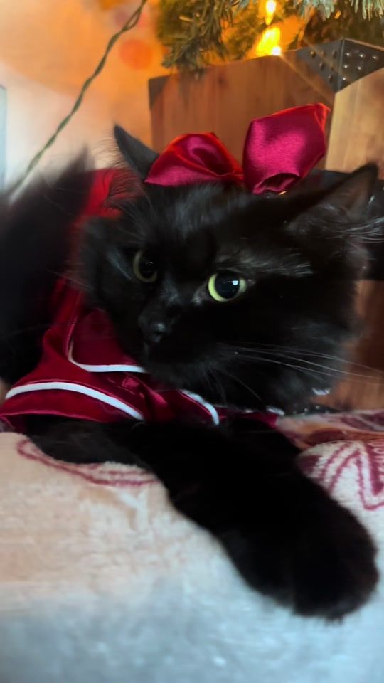 TikTok video thumbnail by the_meowster_world