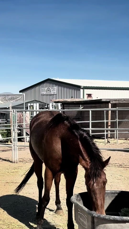 TikTok video thumbnail by jhw_equine_solutions