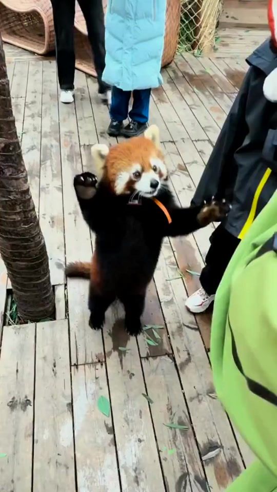 TikTok video thumbnail by littlepanda6487