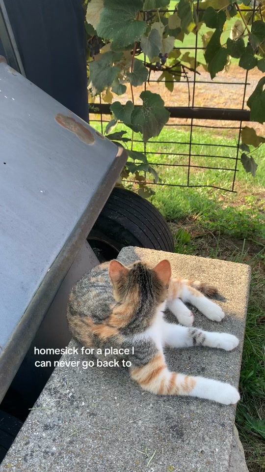 TikTok video thumbnail by haleyannns