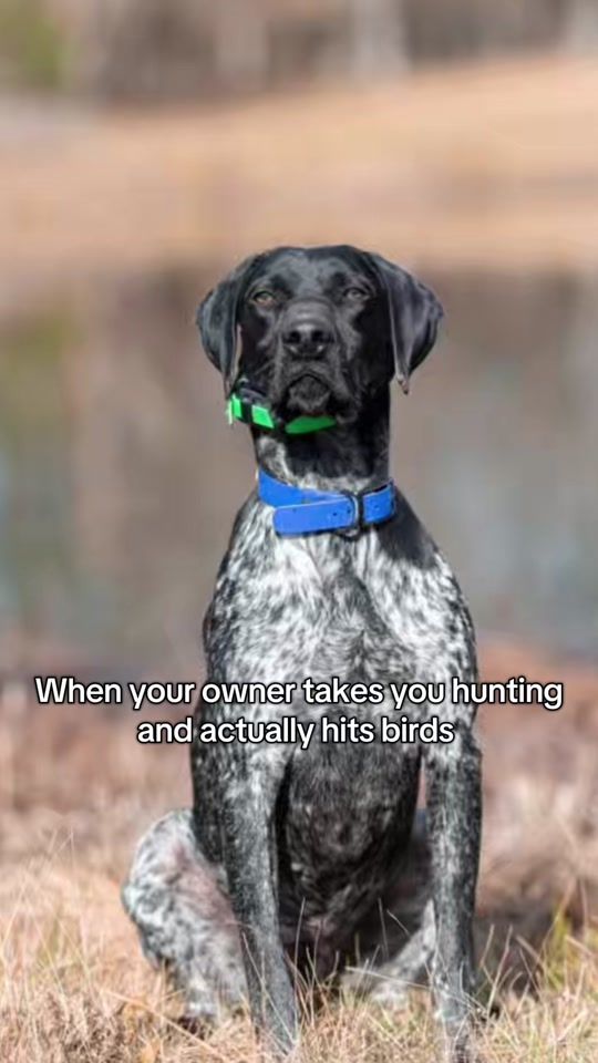 TikTok video thumbnail by nosamkennels