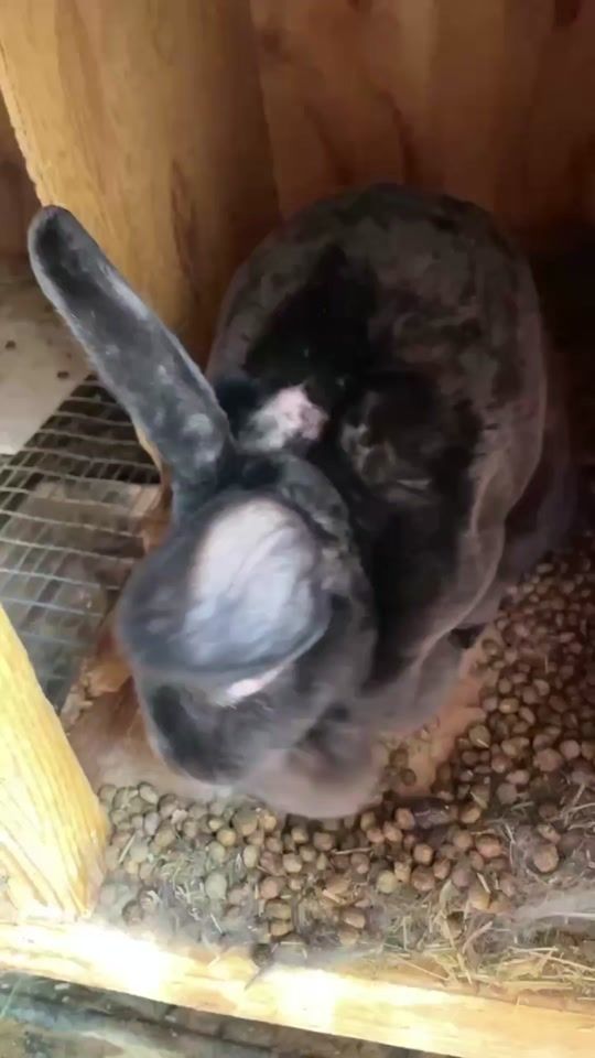 TikTok video thumbnail by bunslady