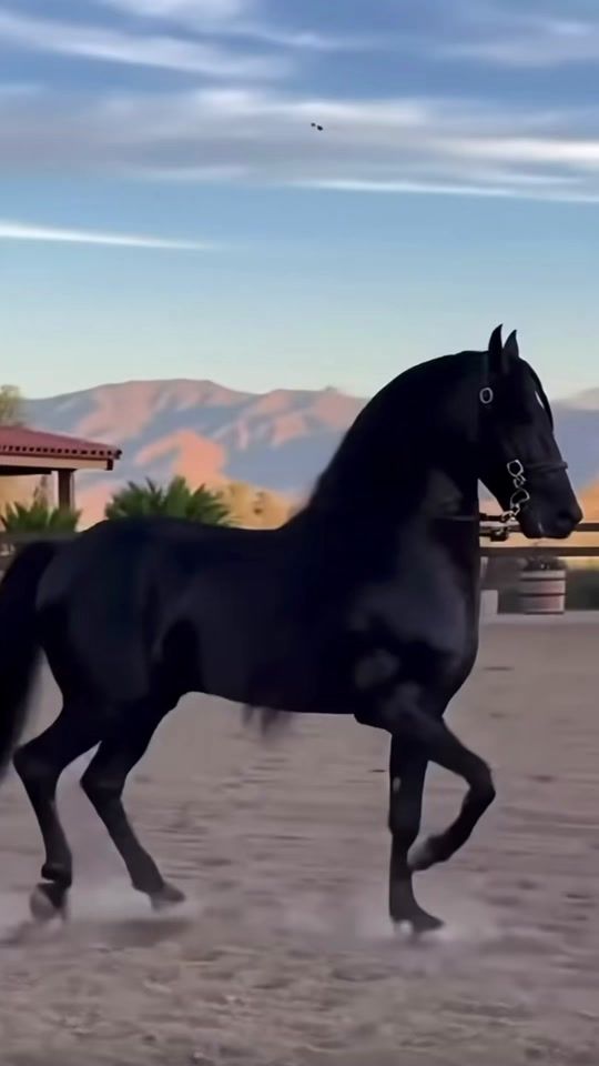 TikTok video thumbnail by caballosdelviejito