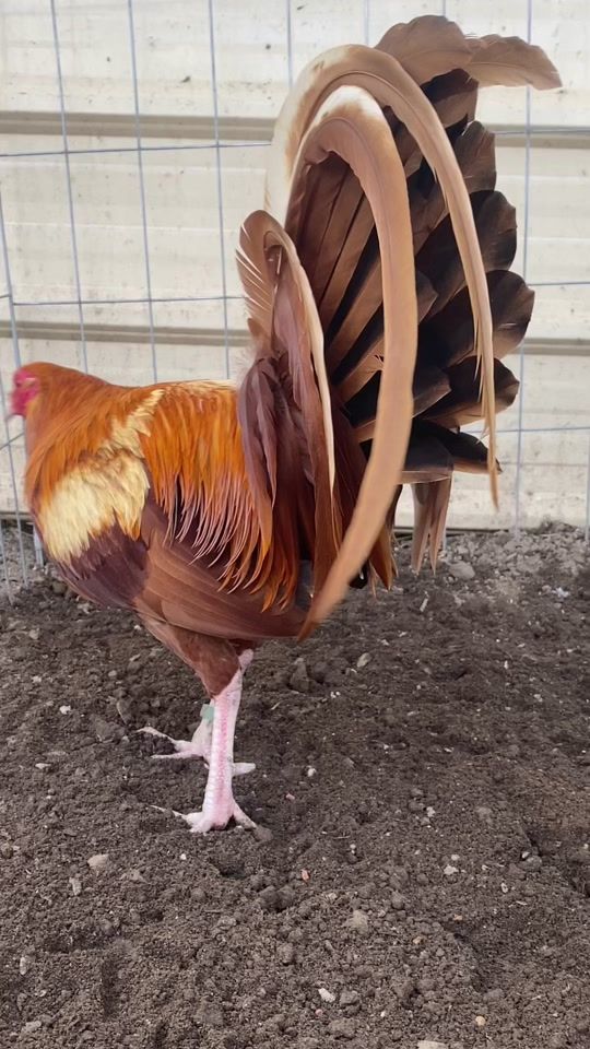TikTok video thumbnail by gmgamefarm