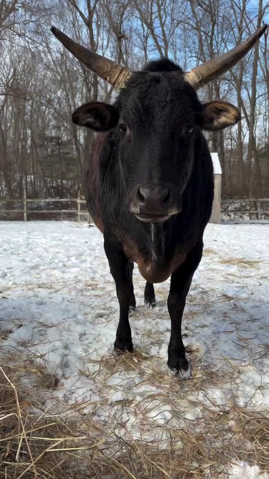 TikTok video thumbnail by therileyfarmrescue